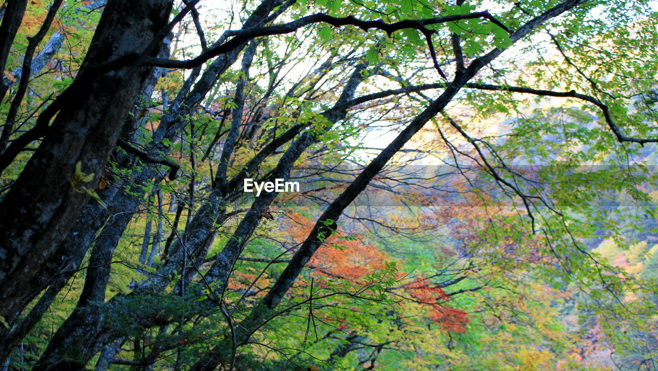 LOW ANGLE VIEW OF TREES IN FOREST