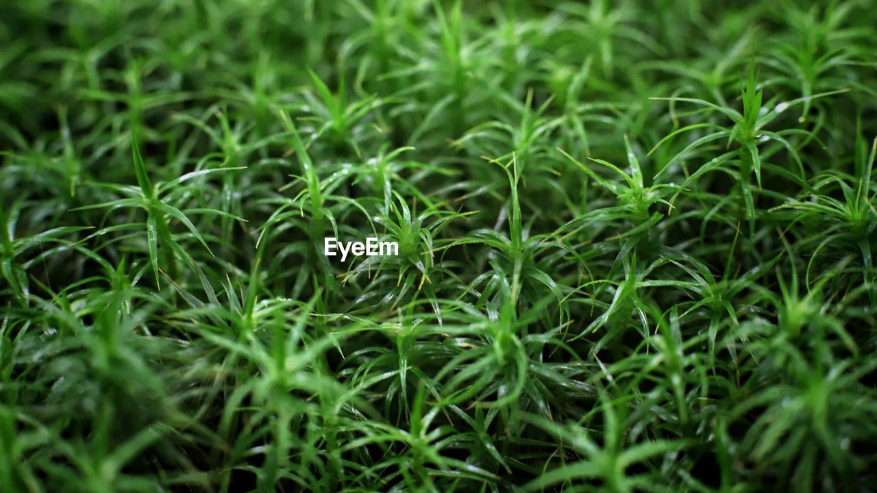 FULL FRAME SHOT OF PLANTS GROWING ON FIELD