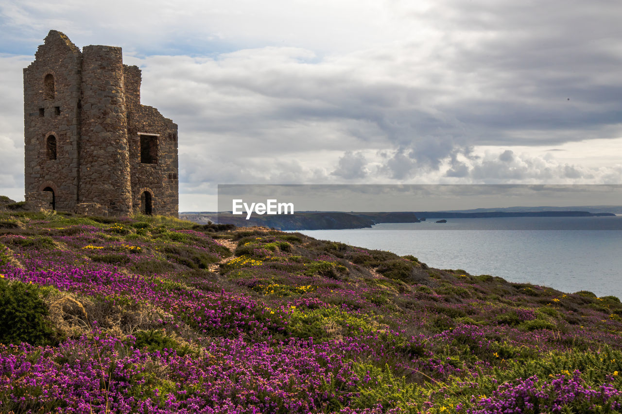Purple flowering plants by sea against sky