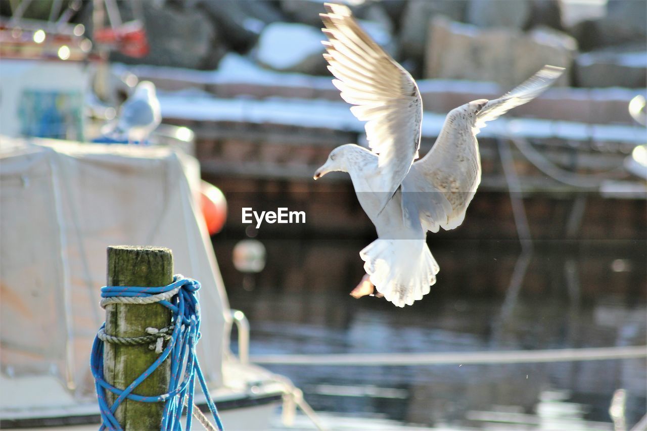 CLOSE-UP VIEW OF BIRD FLYING