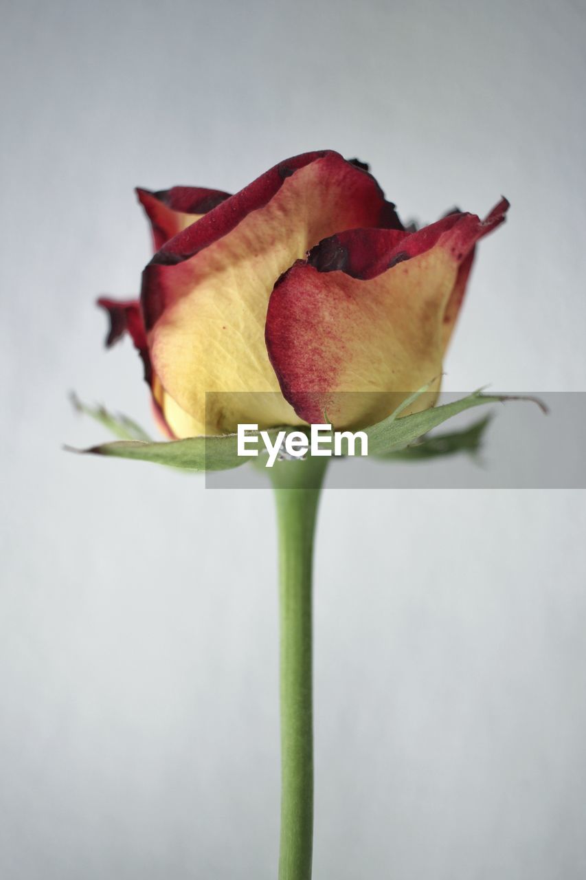 Close-up of rose against white background