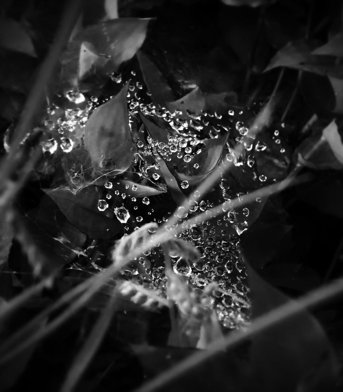 Close-up of dew drops on leaf