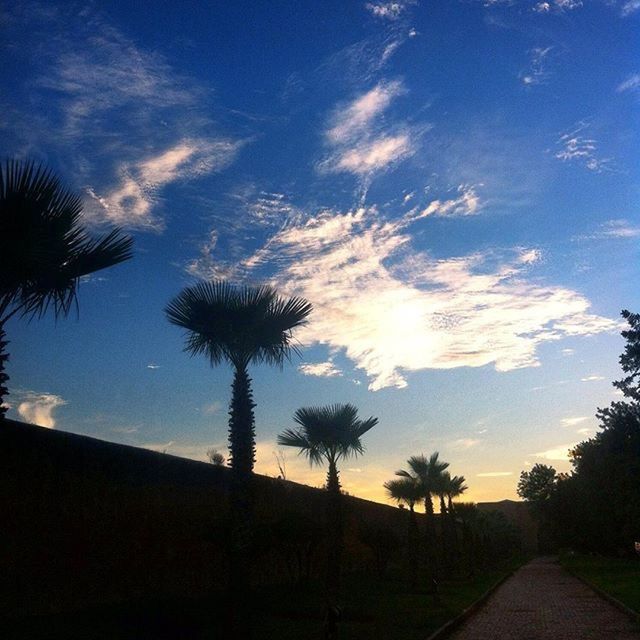 PALM TREES AT SUNSET