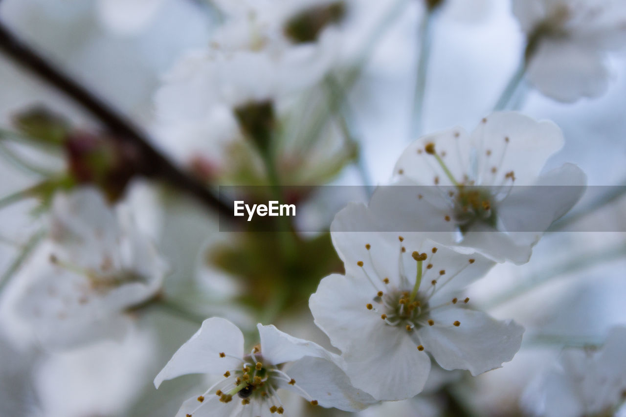 Close-up of white cherry blossom tree