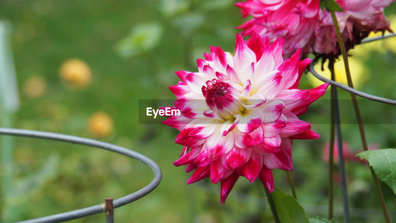 flower, flowering plant, plant, beauty in nature, freshness, pink, nature, close-up, fragility, petal, blossom, flower head, focus on foreground, inflorescence, growth, macro photography, no people, outdoors, springtime, wildflower, botany, day, plant part, summer, multi colored, leaf, environment, magenta