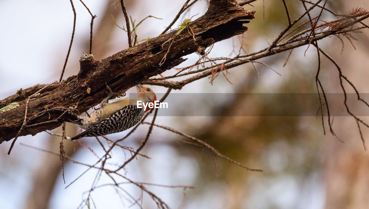 CLOSE-UP OF BIRD PERCHING ON TREE BRANCH