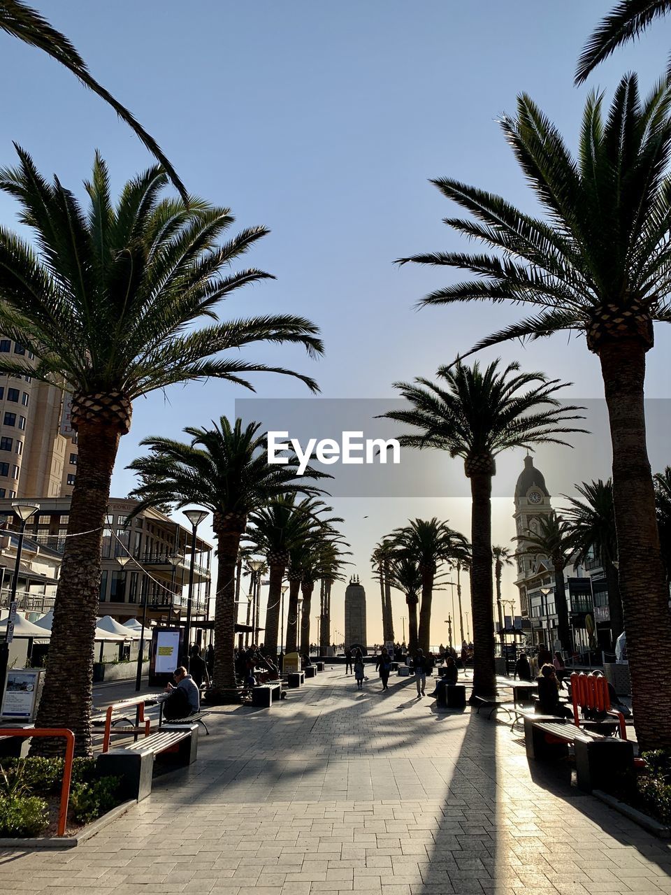 Palm Tree Tropical Climate Tree Plant Date Palm Tree Nature Sky City Architecture Travel Destinations Sunlight Shadow Street Building Exterior Day Footpath Built Structure Tropical Tree Outdoors Transportation