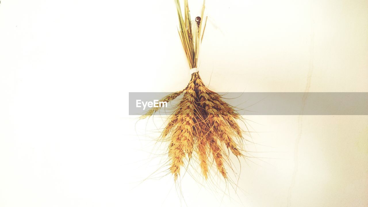 Wheat crops hanging on wall at home