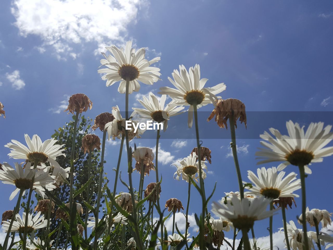 flower, plant, flowering plant, freshness, beauty in nature, sky, field, meadow, growth, nature, cloud, fragility, flower head, no people, inflorescence, white, low angle view, petal, sunlight, blue, close-up, blossom, day, outdoors, wildflower, botany, springtime, land, prairie, plant stem, daisy