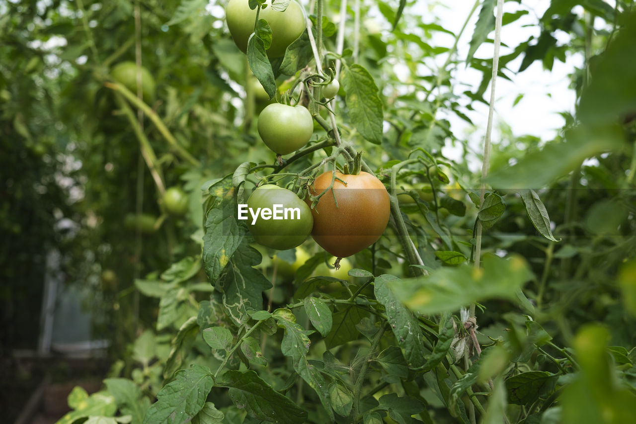A ripening tomatoes hanging between the leaves on twigs in the greenhouse