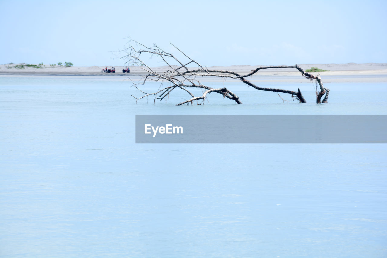 Dead tree in sea against sky