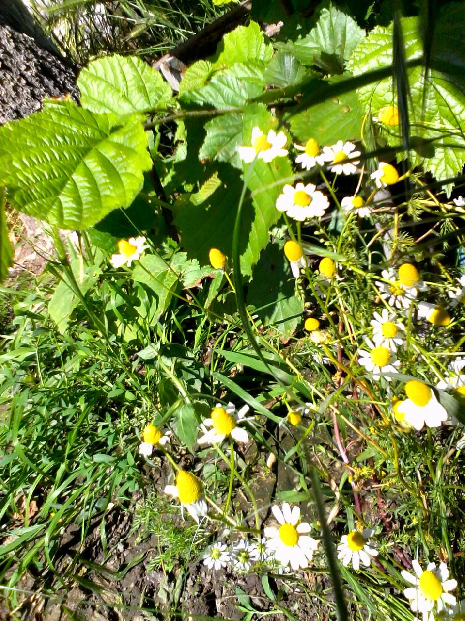 YELLOW FLOWERS BLOOMING IN FIELD