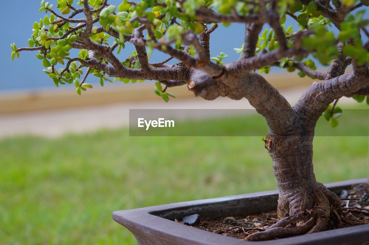 CLOSE-UP OF TREE BRANCH