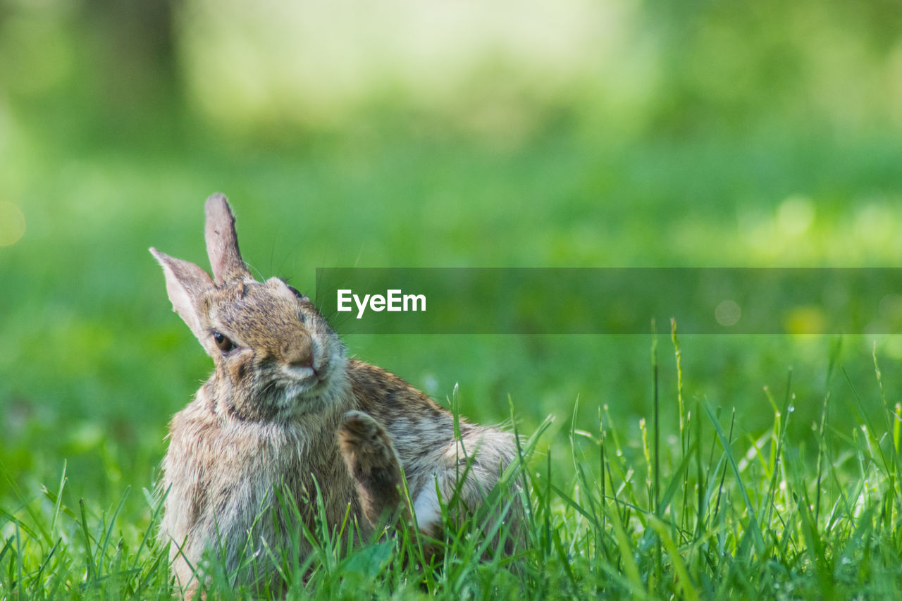 Close-up of rabbit on field