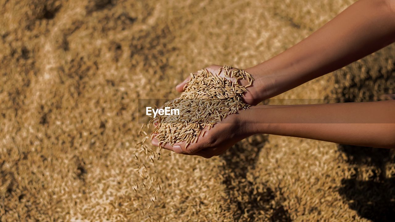 Rice paddy in the hands of a farmer woman.