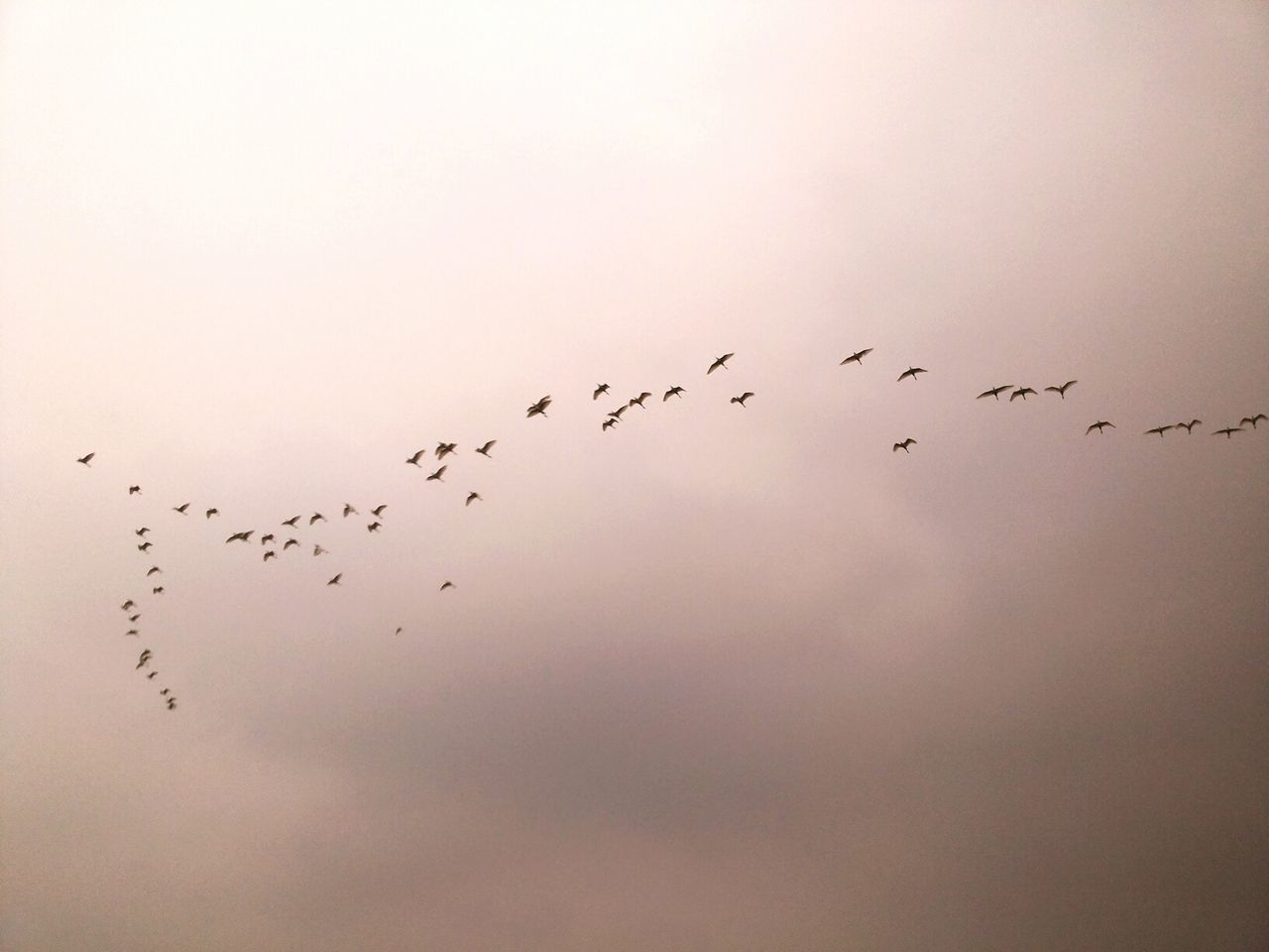 Flock of birds against sky