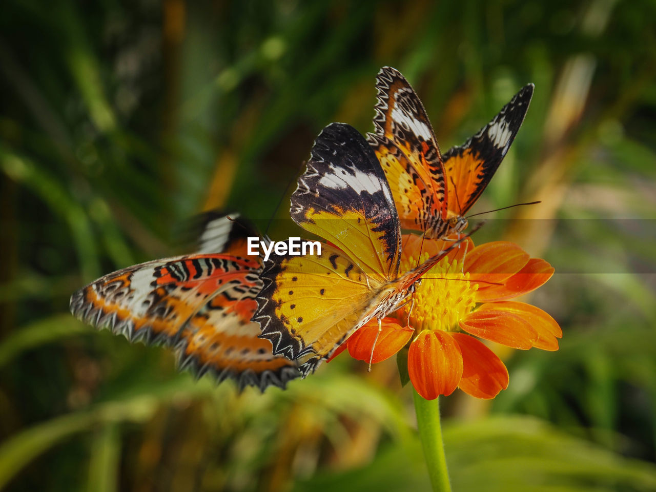 BUTTERFLY ON FLOWER