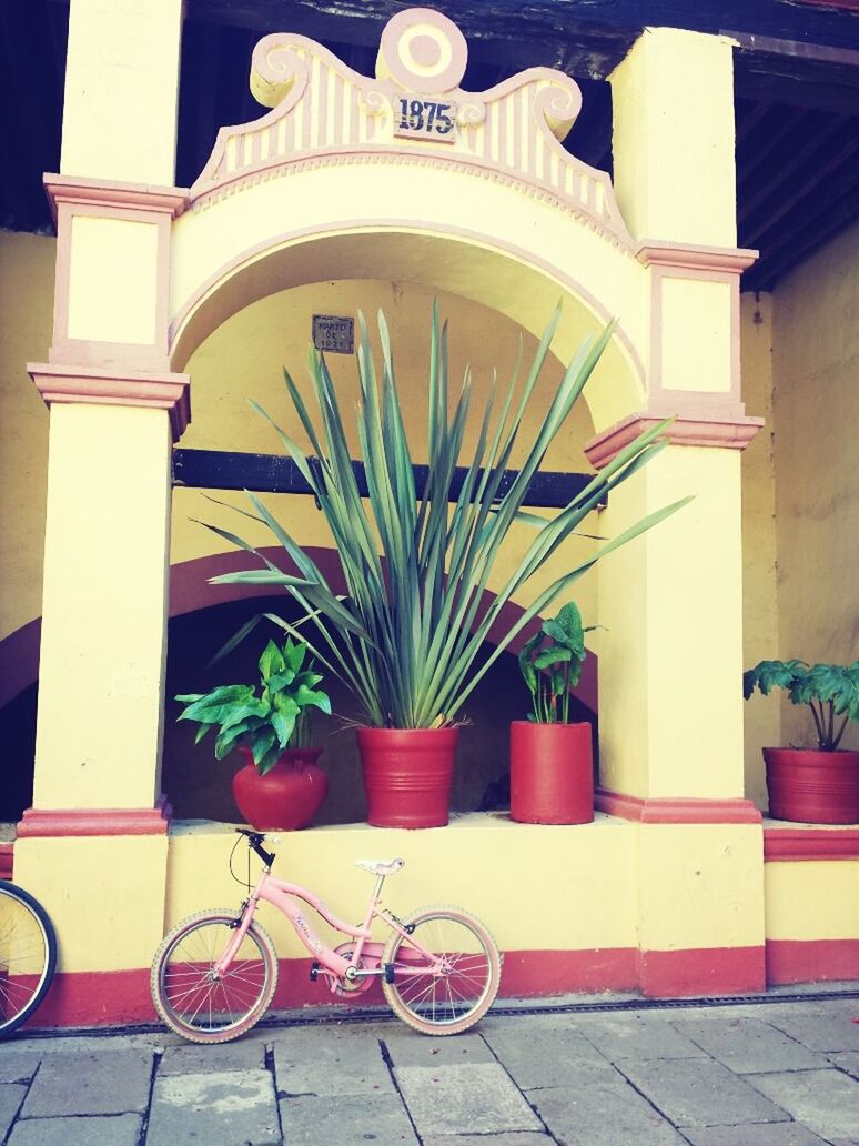 POTTED PLANTS ON WALL