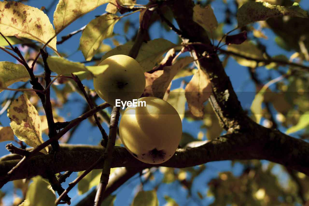 tree, fruit, healthy eating, plant, food, sunlight, branch, food and drink, nature, flower, growth, no people, leaf, yellow, blossom, plant part, autumn, low angle view, focus on foreground, freshness, produce, close-up, outdoors, day, wellbeing, agriculture, fruit tree, sky, beauty in nature, ripe