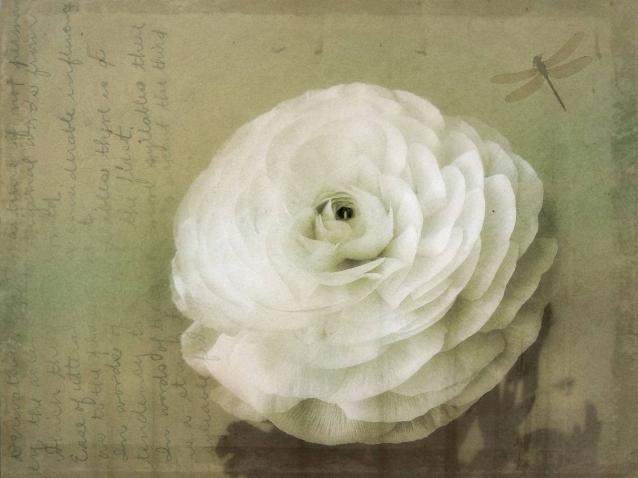 CLOSE-UP OF WHITE ROSES