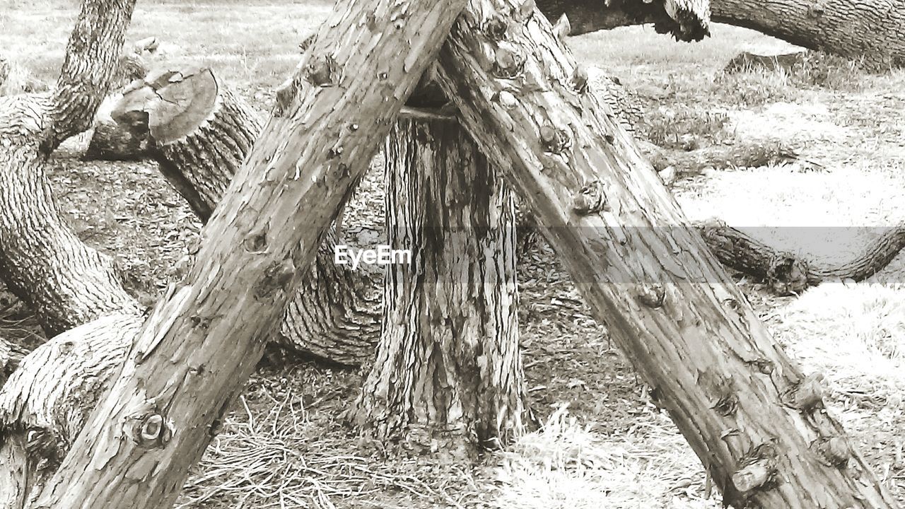 CLOSE-UP OF TREE TRUNK