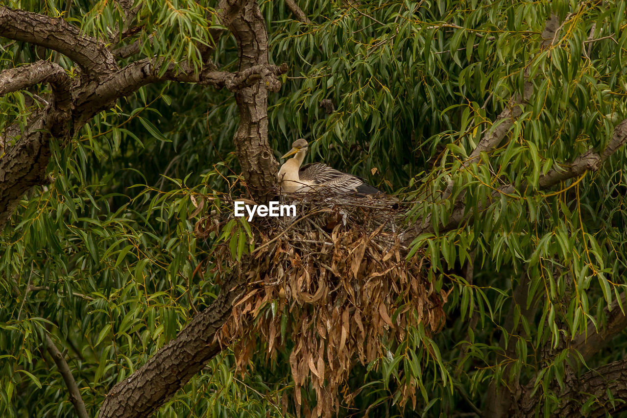 VIEW OF BIRD PERCHING ON TREE IN NEST