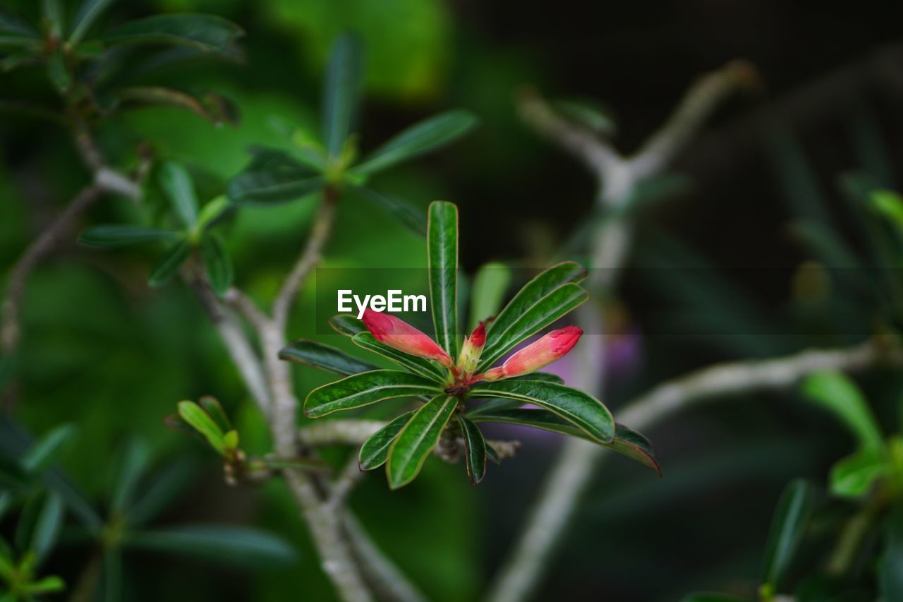 CLOSE-UP OF RED FLOWER BUDS