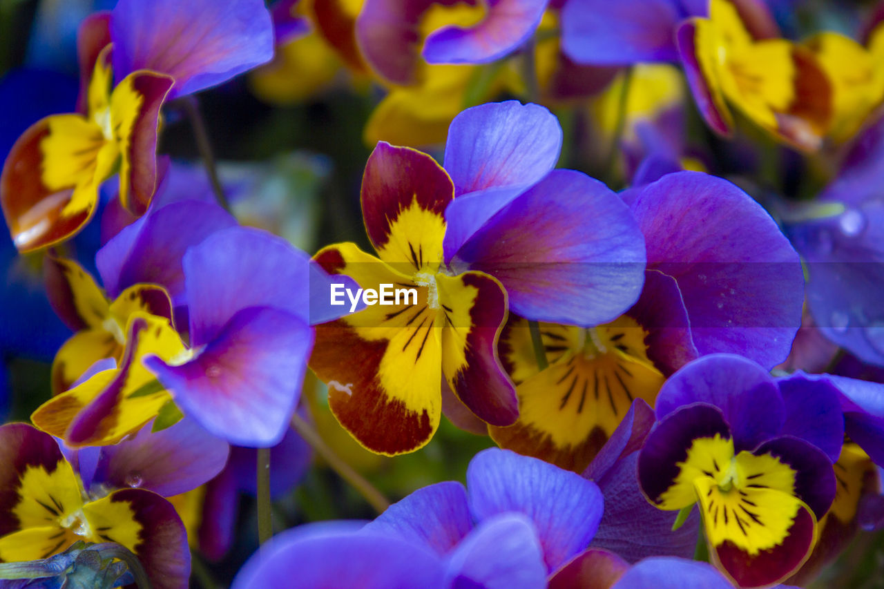 Close-up of purple flowering plants