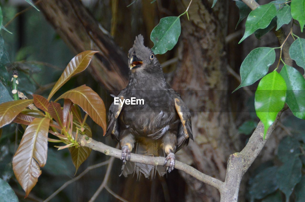 BIRDS PERCHING ON BRANCH