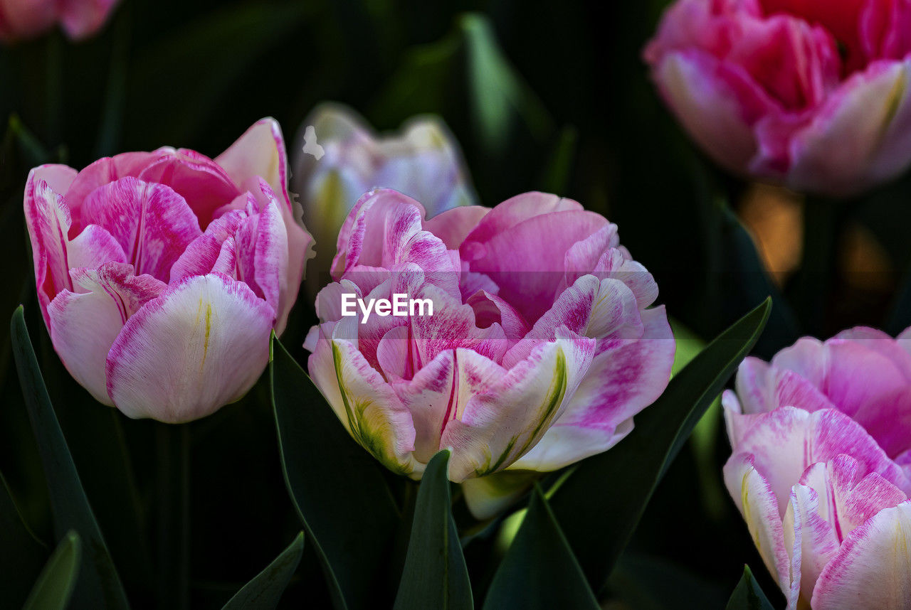 flower, flowering plant, plant, pink, freshness, beauty in nature, close-up, petal, nature, fragility, flower head, inflorescence, leaf, plant part, no people, focus on foreground, growth, tulip, springtime, blossom, outdoors, botany, magenta