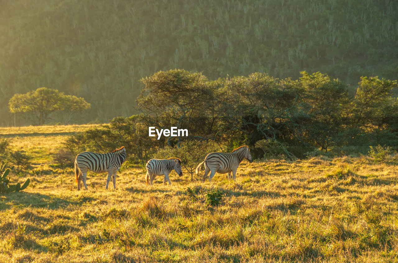 Zebras in a field