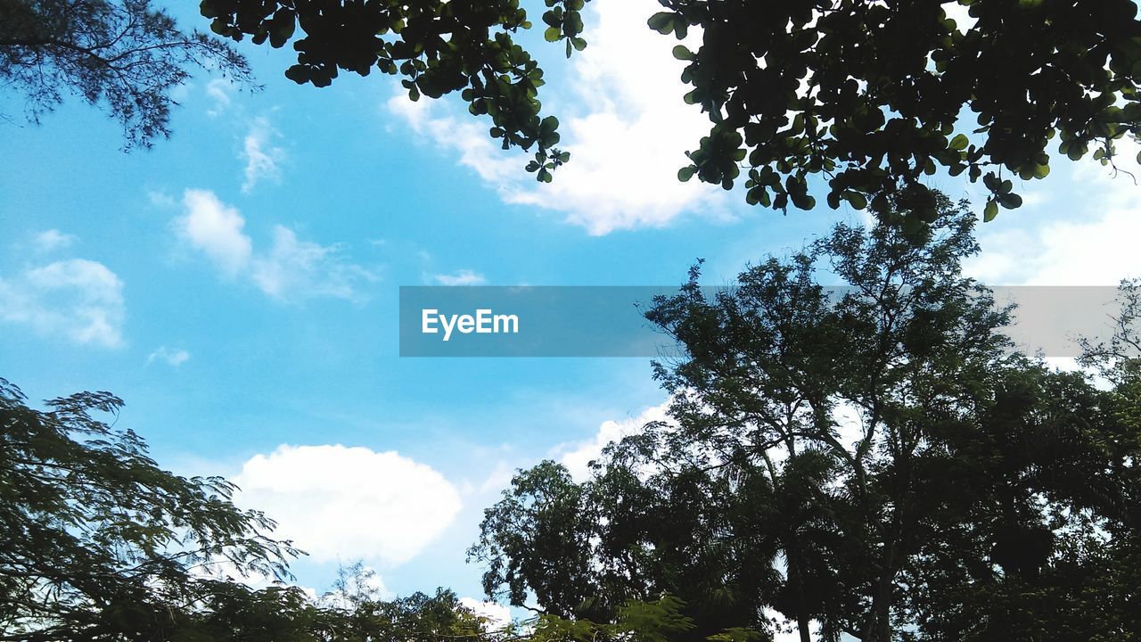 LOW ANGLE VIEW OF TREE AGAINST CLOUDY SKY