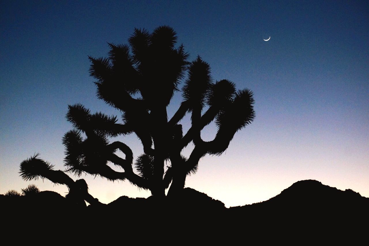 Low angle view of silhouette joshua tree against clear sky at night