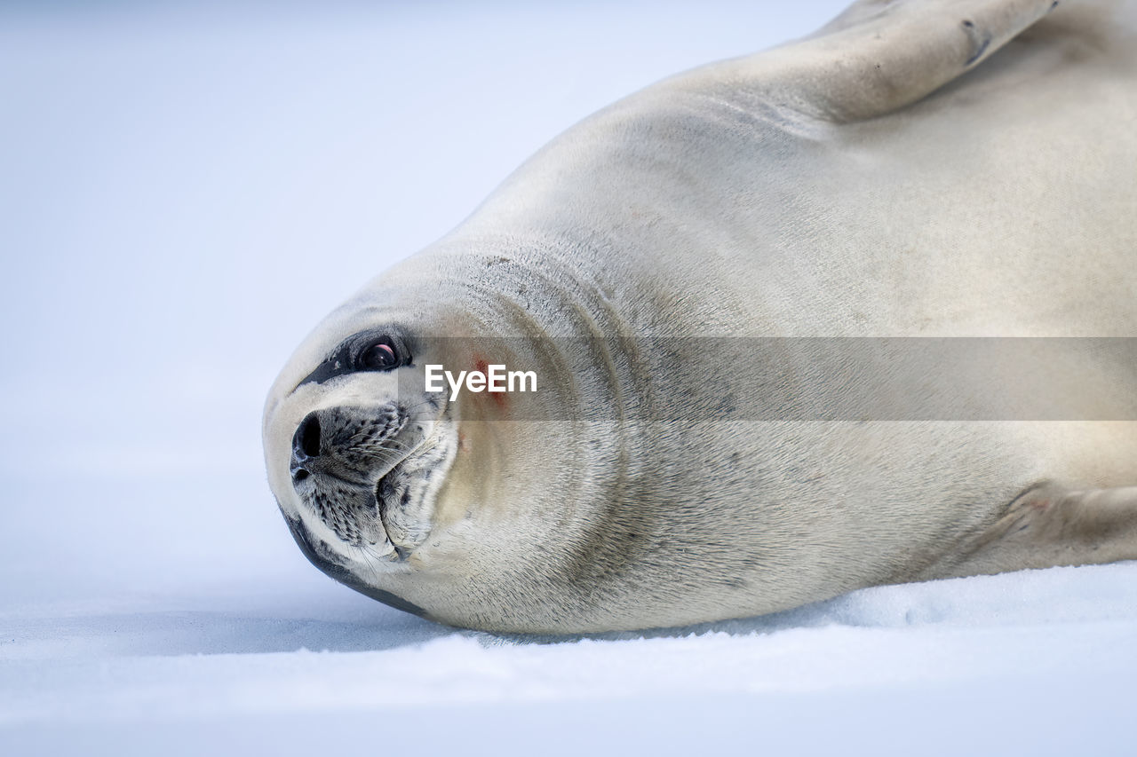 Close-up of crabeater seal lying on ice