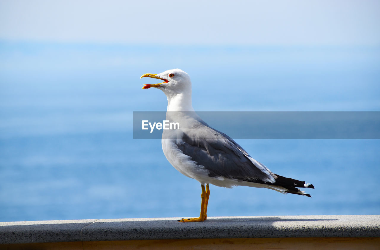 close-up of seagull perching on retaining wall against clear sky