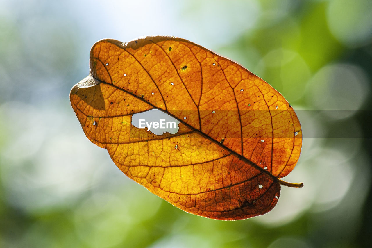 CLOSE-UP OF ORANGE LEAF ON DRY LEAVES