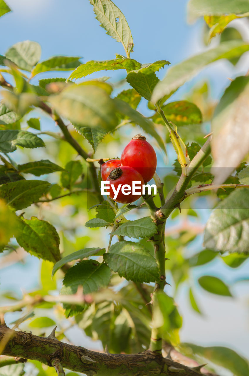 CLOSE-UP OF RED FRUIT ON BRANCH