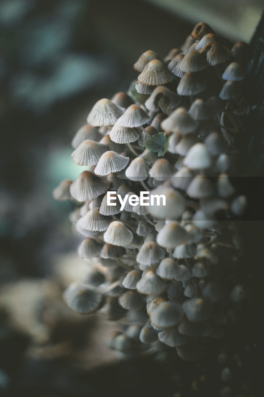 Close-up of mushrooms