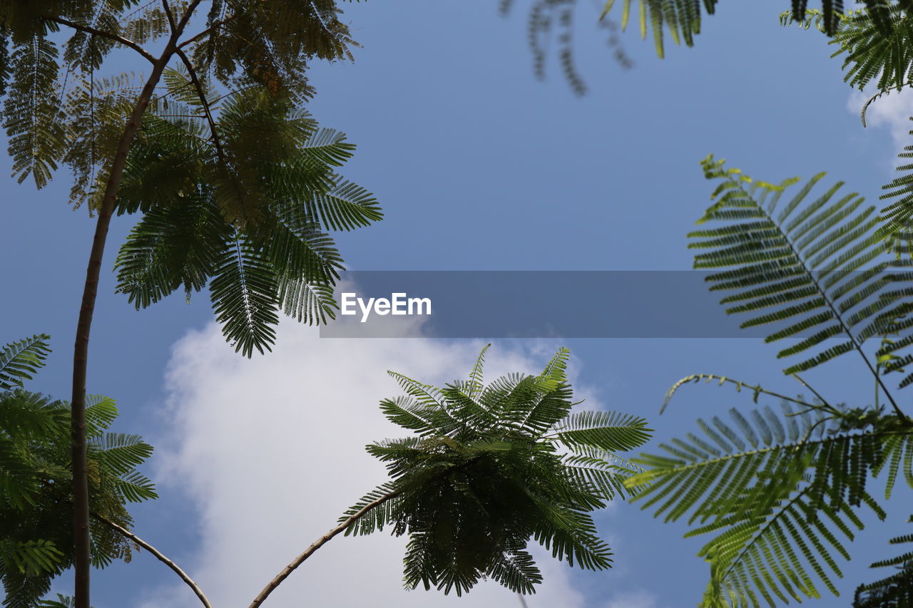 Low angle view of palm tree against sky