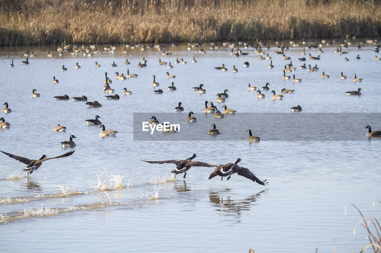 BIRDS IN LAKE