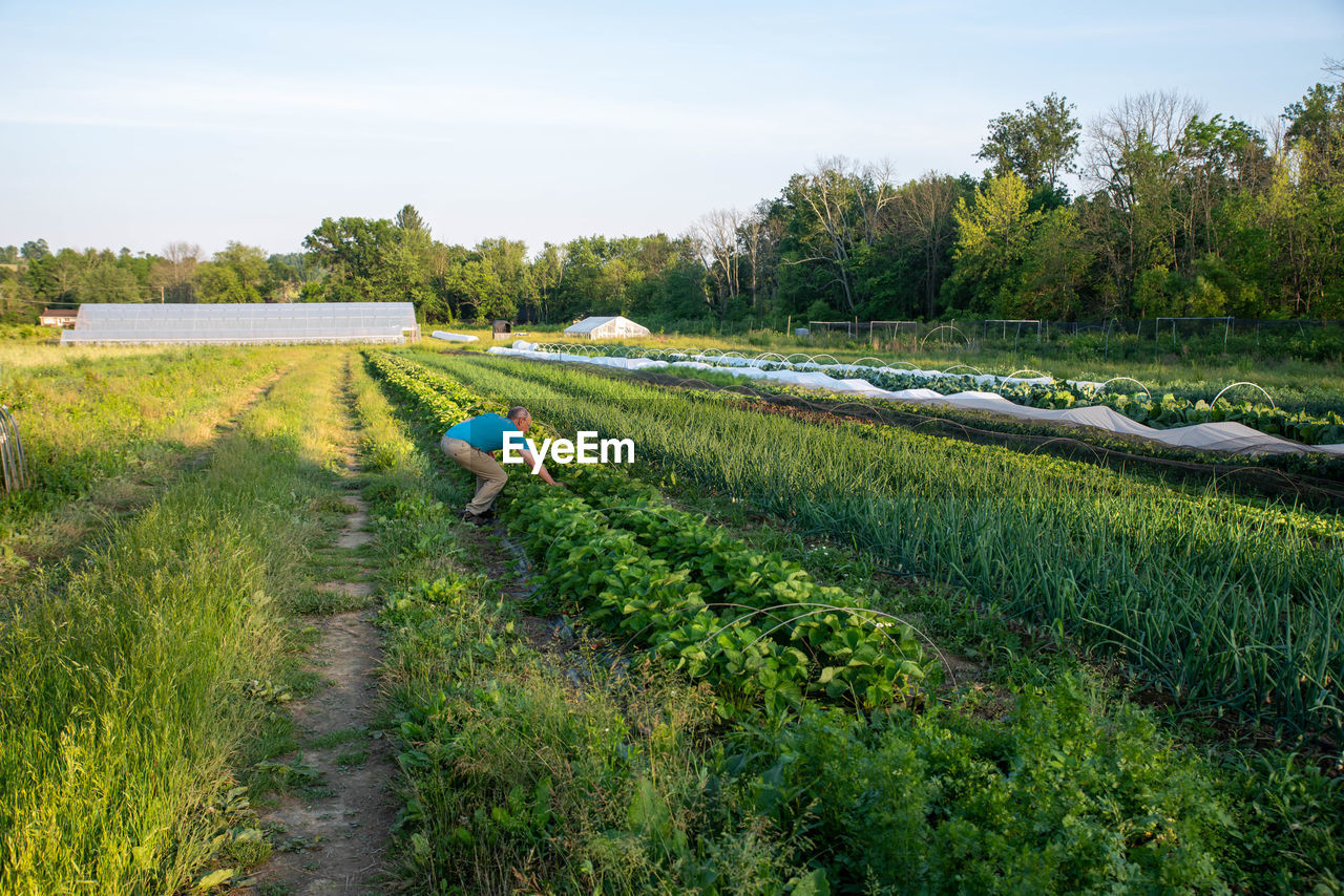 Senior man picks organic vegetables and berries in an idyllic garden rows  with greenhouse