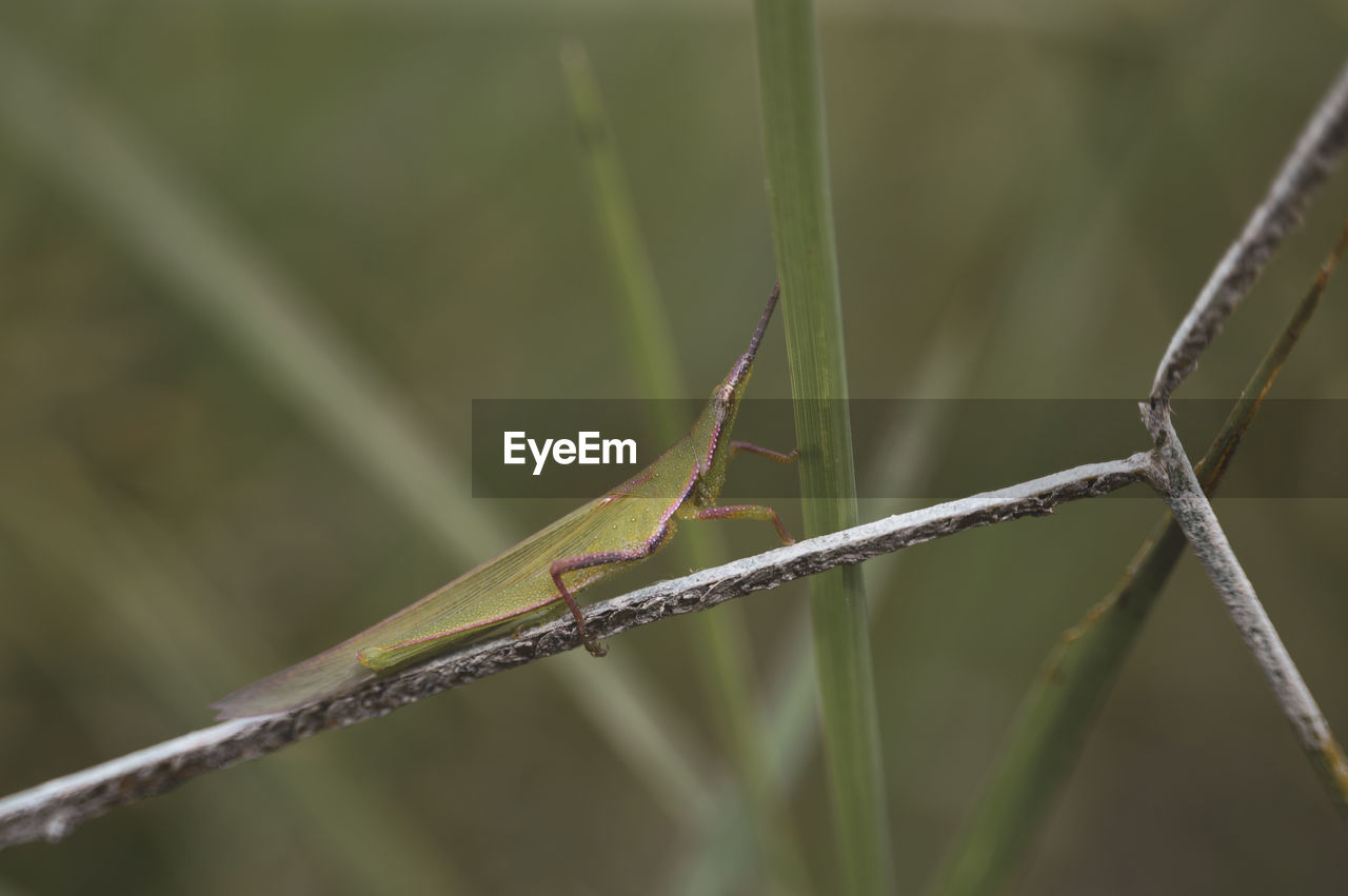 animal themes, animal, animal wildlife, one animal, wildlife, insect, close-up, nature, focus on foreground, macro photography, plant, plant stem, no people, green, grasshopper, day, dragonflies and damseflies, grass, outdoors, animal body part, branch, twig, beauty in nature