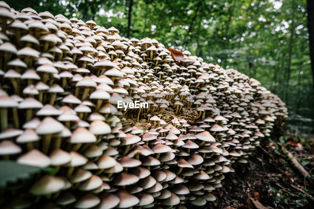 CLOSE-UP OF MUSHROOM GROWING ON FIELD