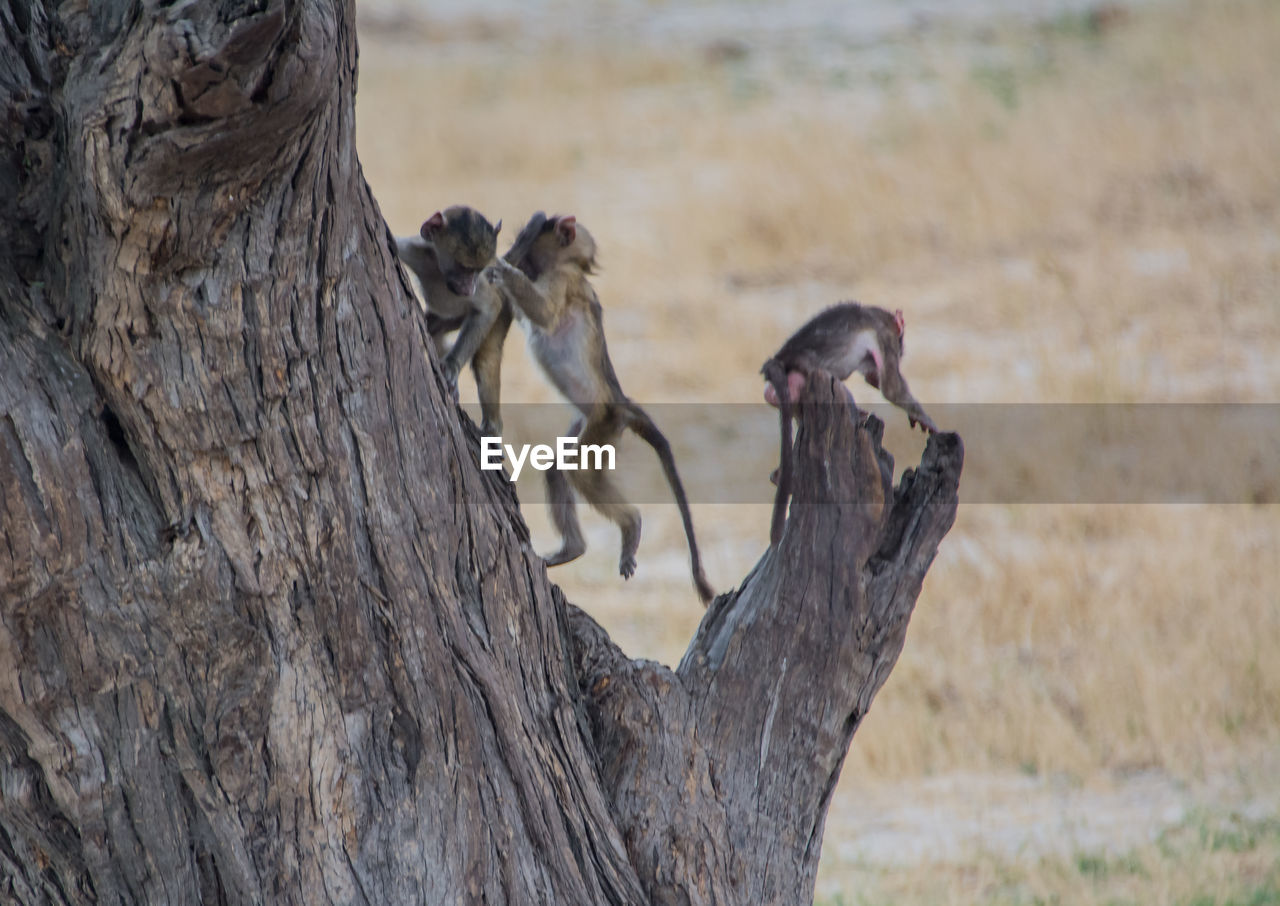 Young monkey on tree trunk