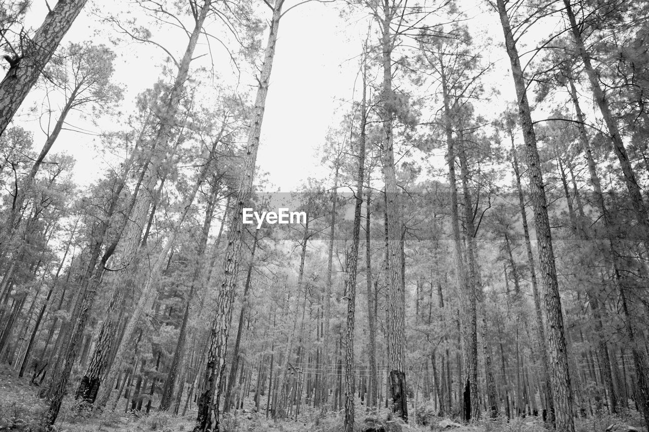 Low angle view of bamboo trees in forest
