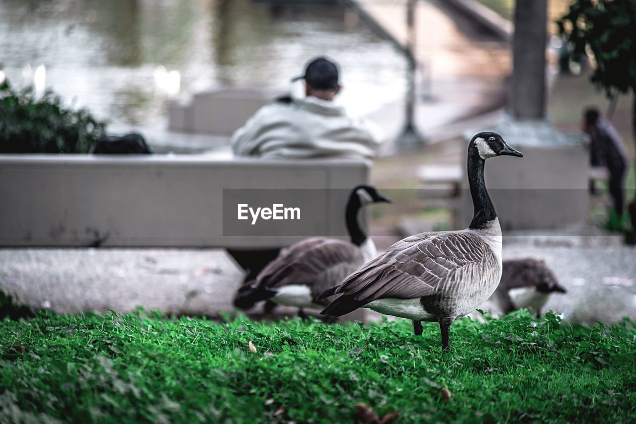 Geese on grass