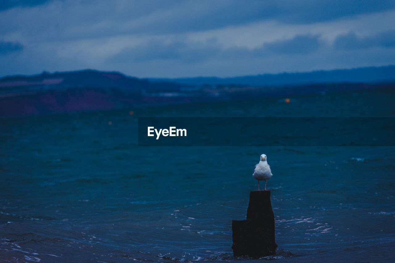 SEAGULL PERCHING BY SEA AGAINST SKY