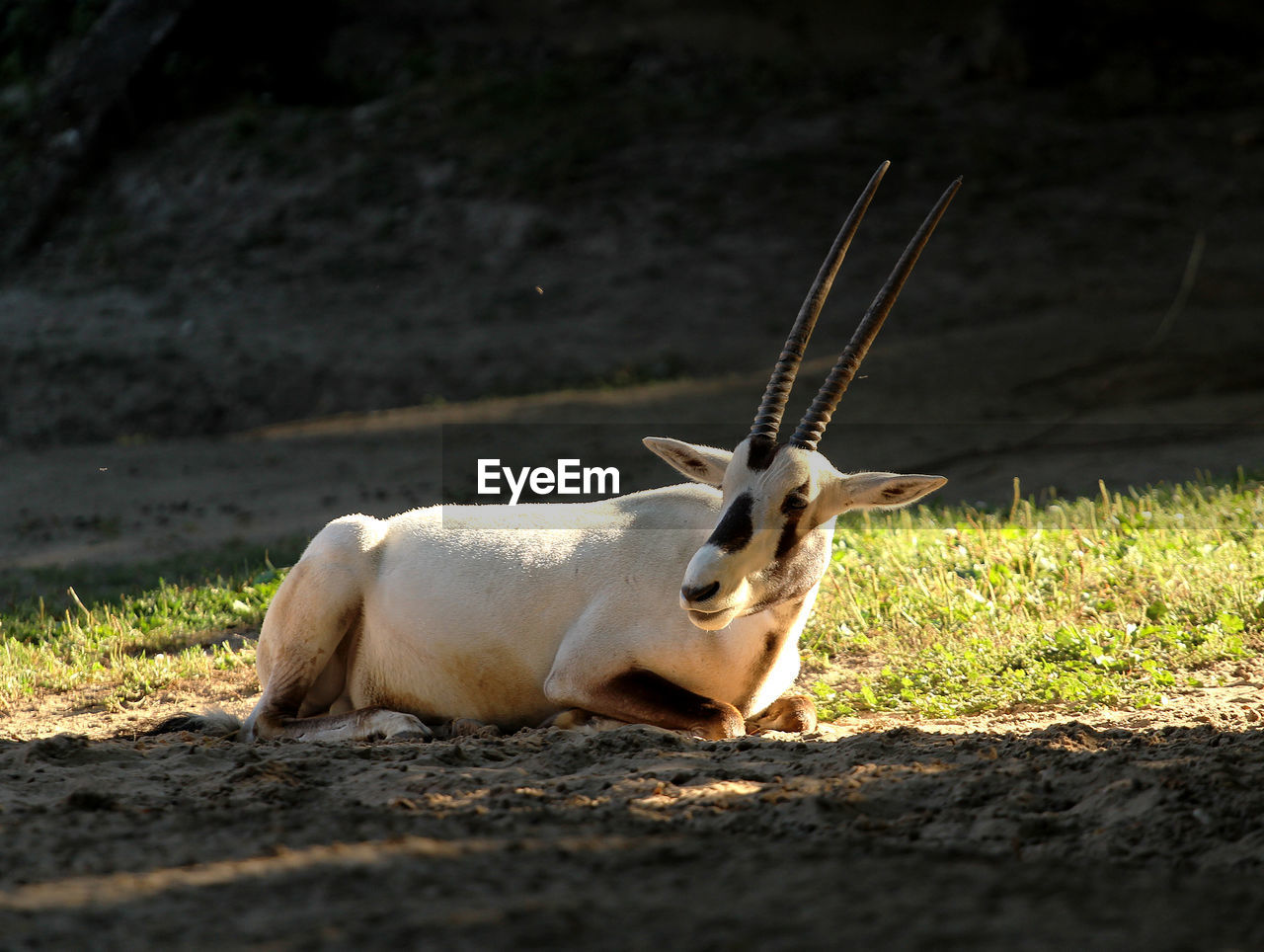 Addax  nasomaculotus, the addax antelope,  in  a zoo 