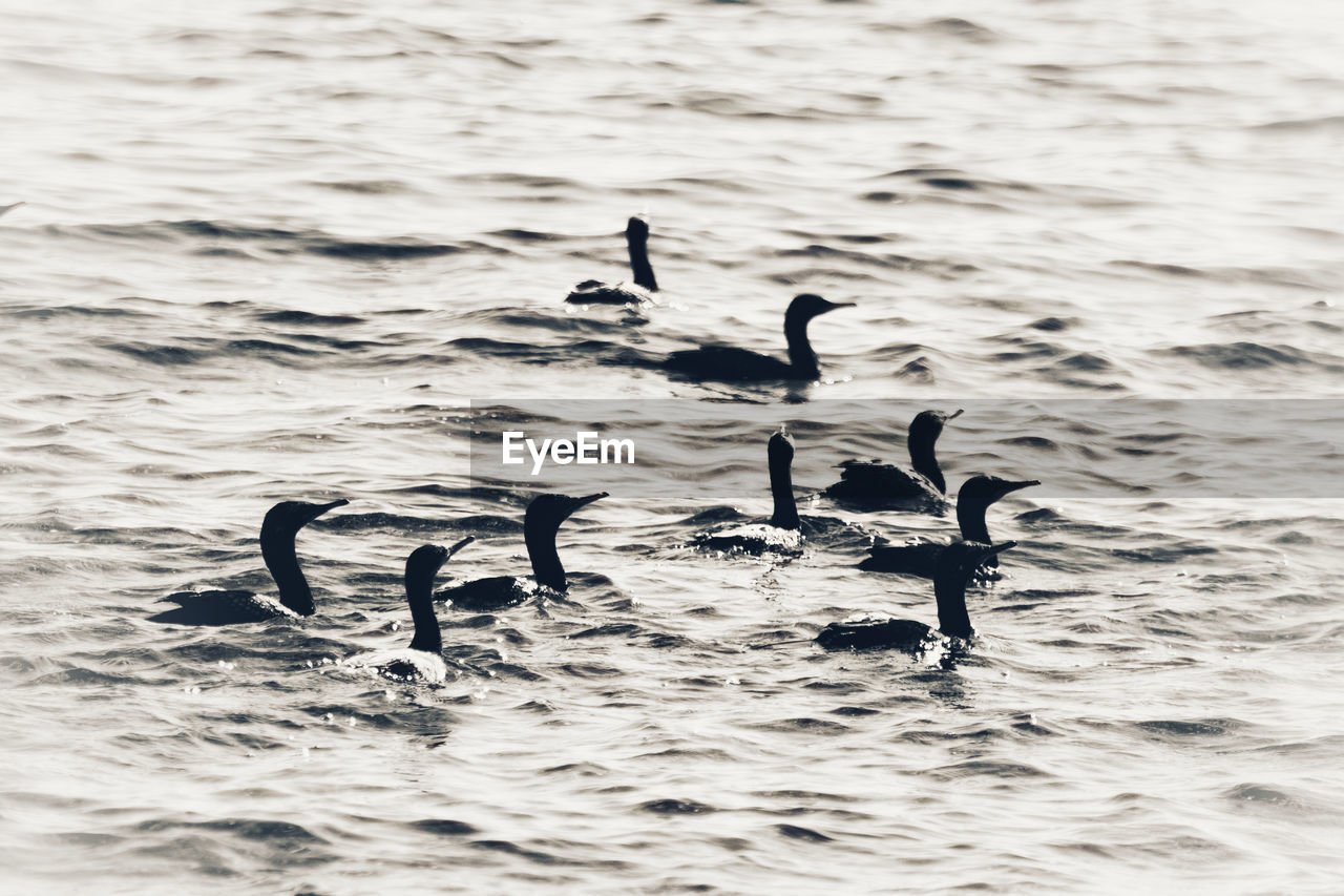 A swim of cormorants