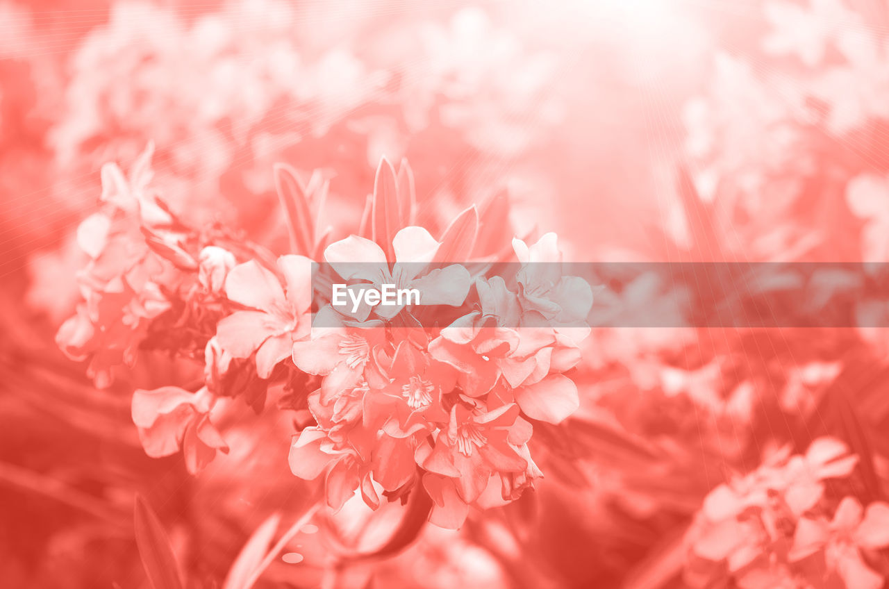 CLOSE-UP OF PINK CHERRY BLOSSOMS OUTDOORS